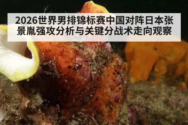 2026世界男排锦标赛中国对阵日本张景胤强攻分析与关键分战术走向观察